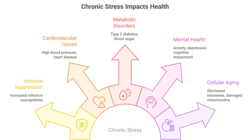 Understanding Your Body's Stress Response